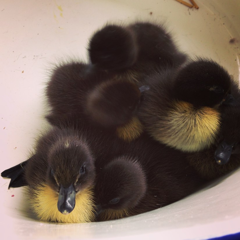 Ducklings